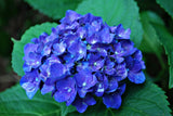 20 Seeds Per Pack Hydrangea Flower Seeds - 5 Colors Available