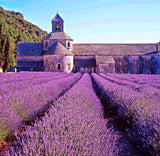 200 Seeds Per Pack - French Provence Lavender
