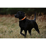 Safety Glowing Pet Collar With LED By Project Pet Lovers Club