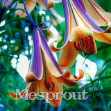 100 Seeds Per Pack - 20 Colors Lily Seeds By Mesprout