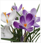 20 Seeds Per Pack - Saffron Crocus Seeds