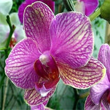 40 Seeds Per Pack - Butterfly Orchid Bonsai Flowers