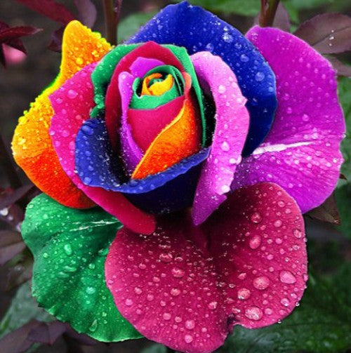 150 Seeds Per Pack - Holland Rainbow Rose